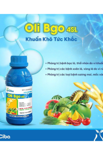 Oli Bgo 4SL