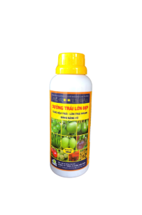 DƯỠNG TRÁI LỚN ĐẸP